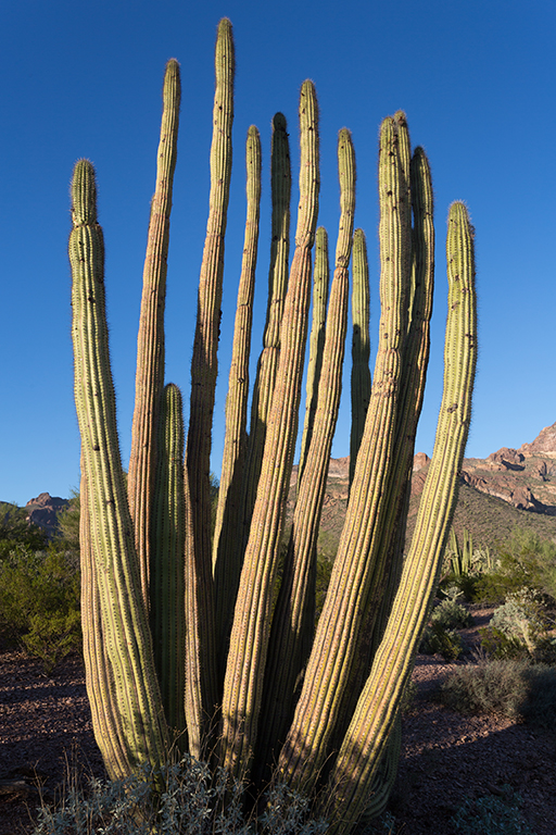 10-19 - 13.jpg - Organ Pipe Cactus National Monument